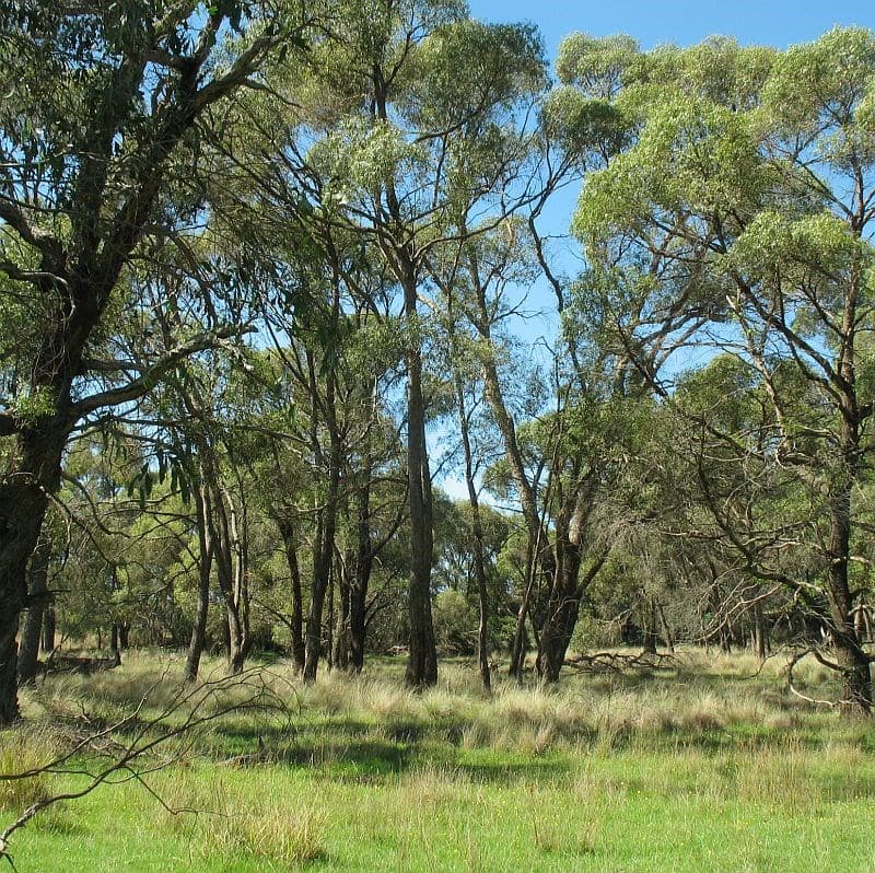 Grabben Gullen Creek fossicking district near Grabben Gullen, New South Wales