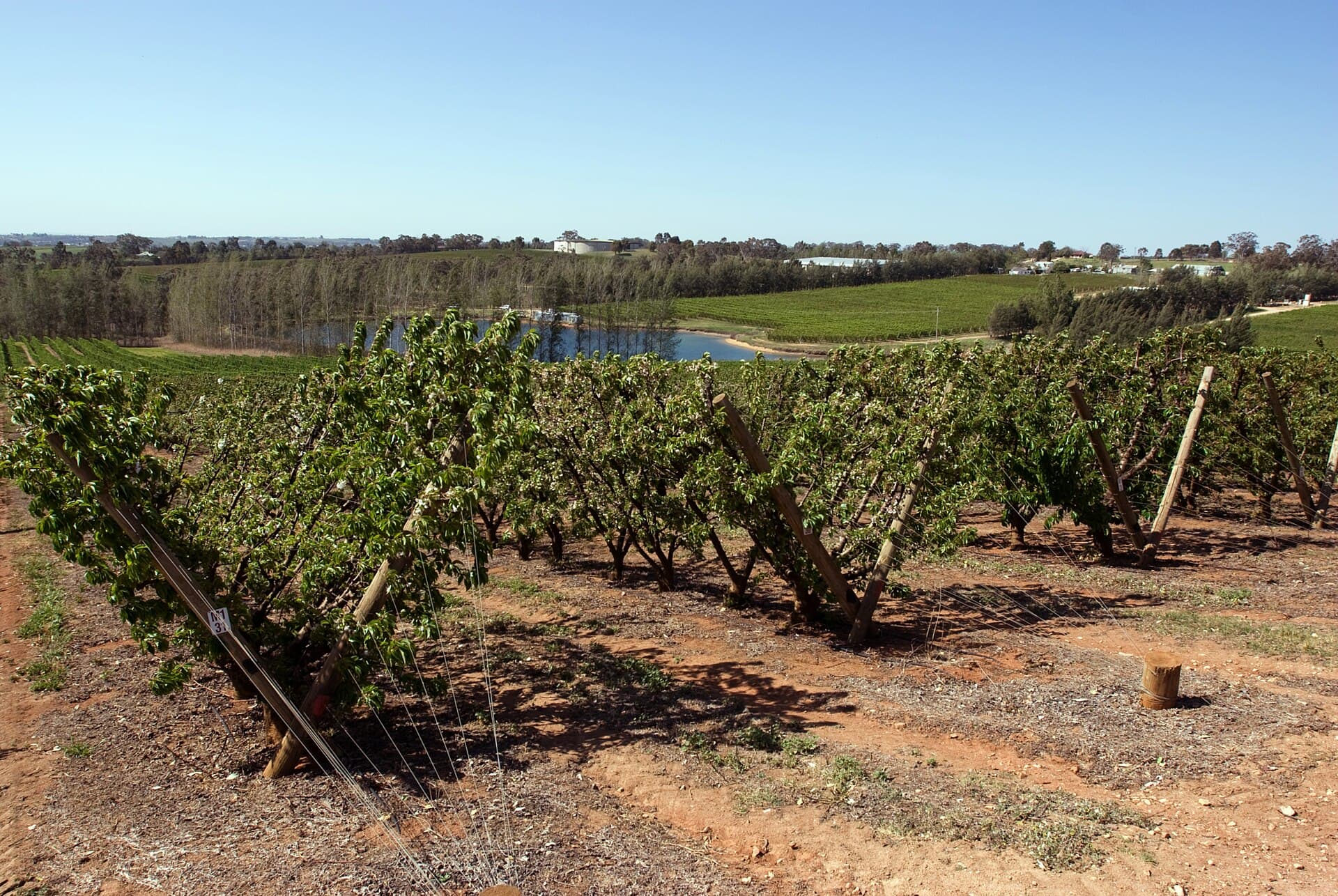 CSIRO ScienceImage 6631 Cherry farm near Young New South Wales