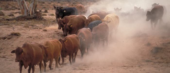 Cattle country at Wave Hill Station