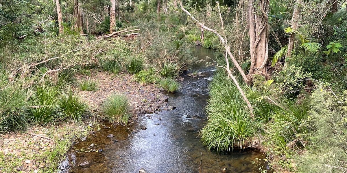 Creek in New South Wales bushland