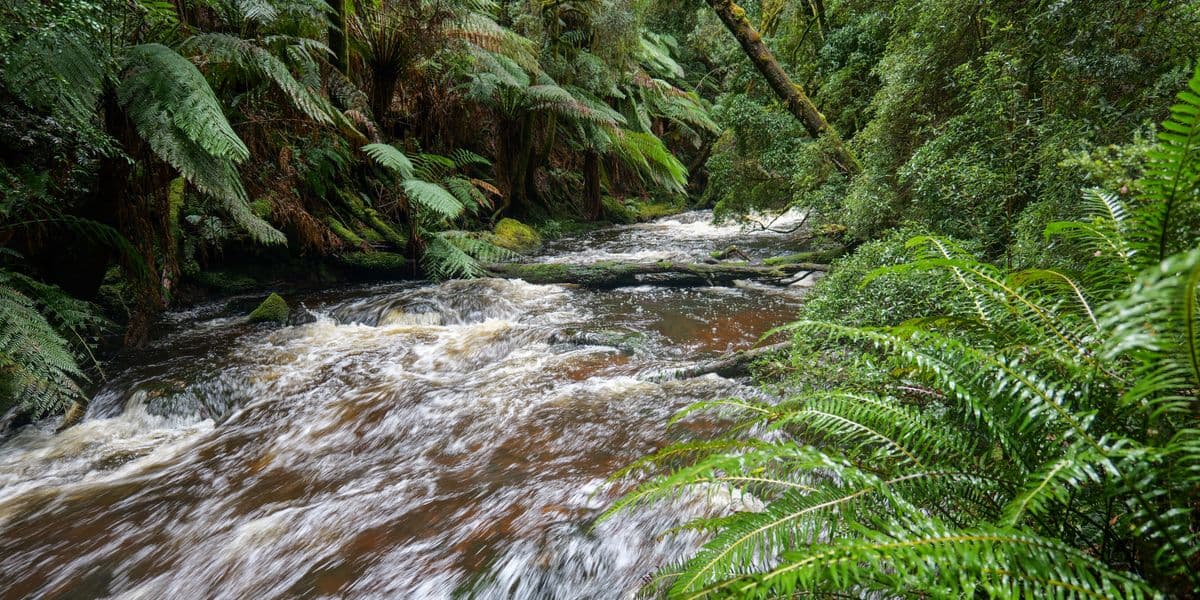 Tasmanian bush creek