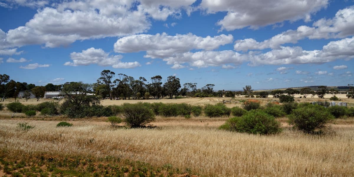 Western Australian goldfields bush landscape