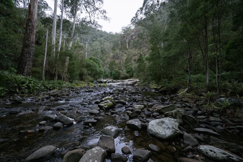 Australian bush landscape with walking track