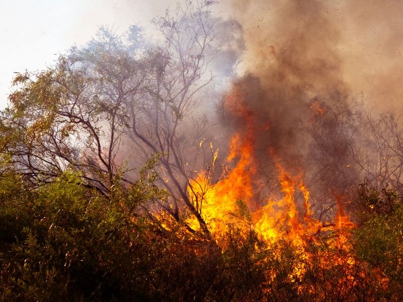 Intense bushfire flames engulfing Australian bush