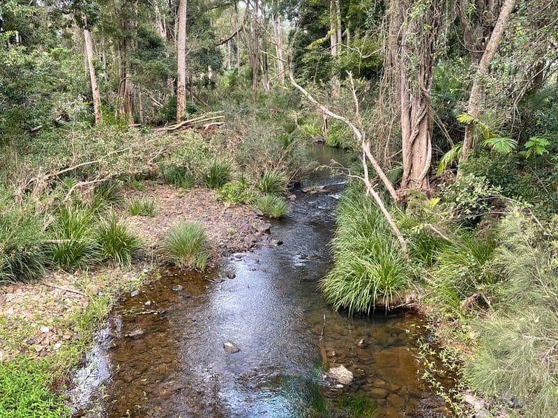 Creek flowing through lush forest in Queensland, Australia