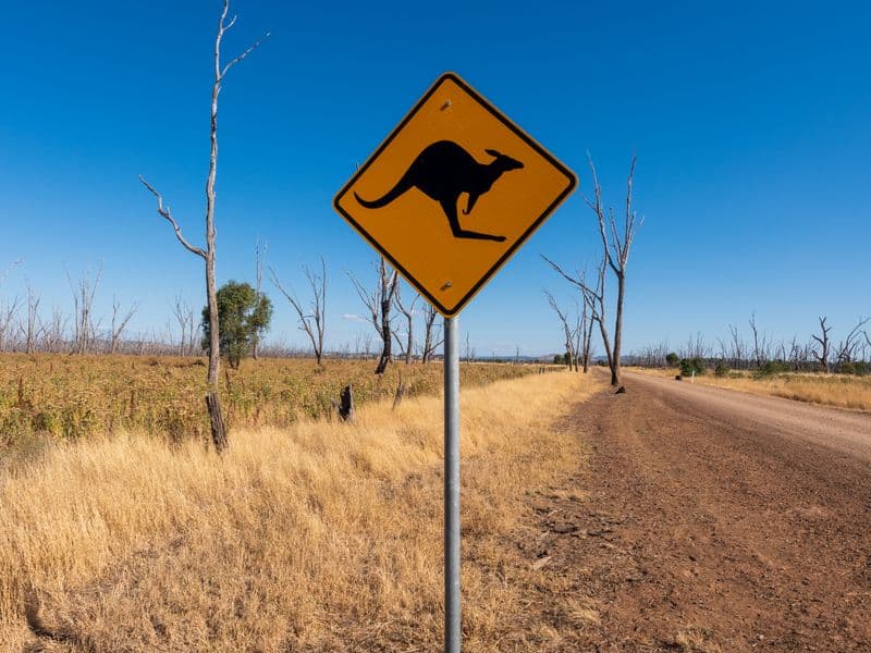 Kangaroo warning sign on an outback dirt road under clear sky