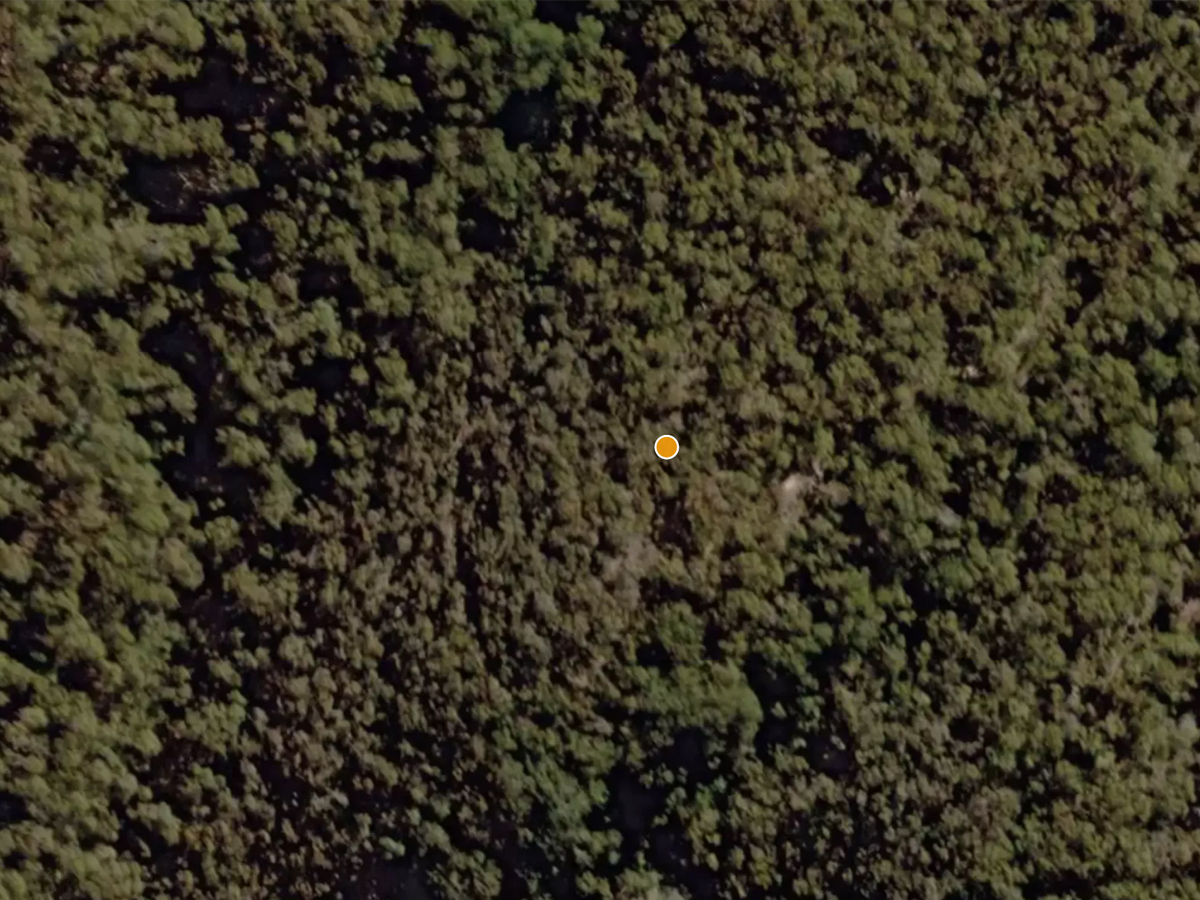 Satellite view of dense bush hiding old gold workings